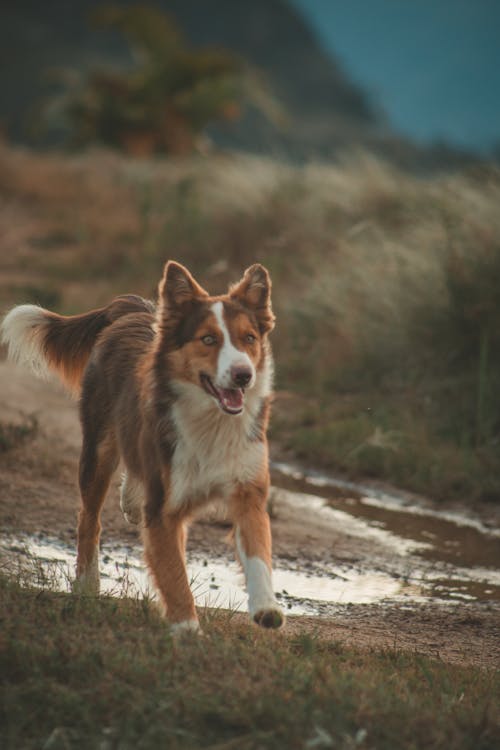 Ücretsiz çim üzerinde Koşan Yetişkin Uzun Kaplamalı Köpeğin Seçmeli Odak Fotoğrafı Stok Fotoğraflar