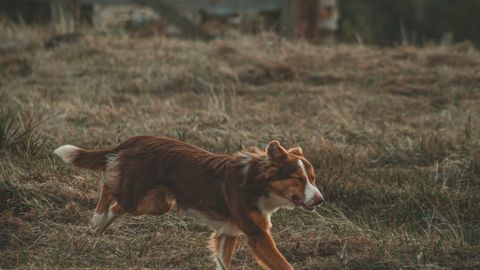 High-Performance Dog Food: Does Your Active Dog Actually Need It?