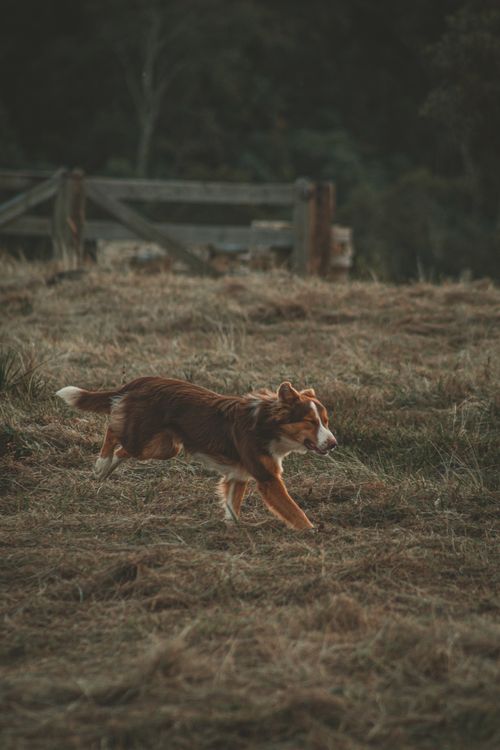 Free Border Collie in motion across a rustic field, capturing the essence of rural life. Stock Photo
