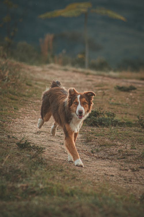 Foto De Cachorro Marrom Correndo Ao Longo De Uma Trilha