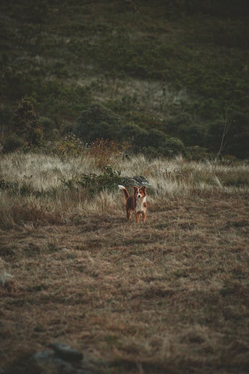 Stehender Hund Auf Braunem Und Grünem Feld