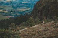 一只狗站在草山上，俯瞰着郁郁葱葱的山谷，四周环绕着自然风光