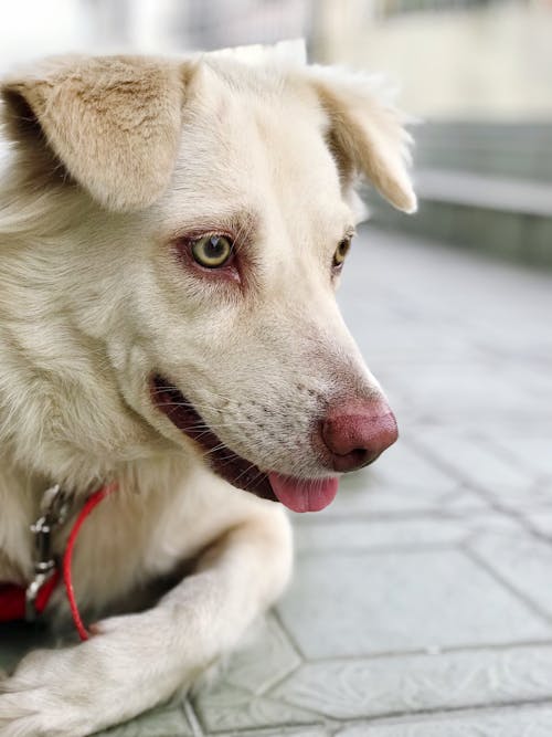 Kostenlos Kurzmantel Beiger Hund, Der Auf Grauer Oberfläche Liegt Stock-Foto