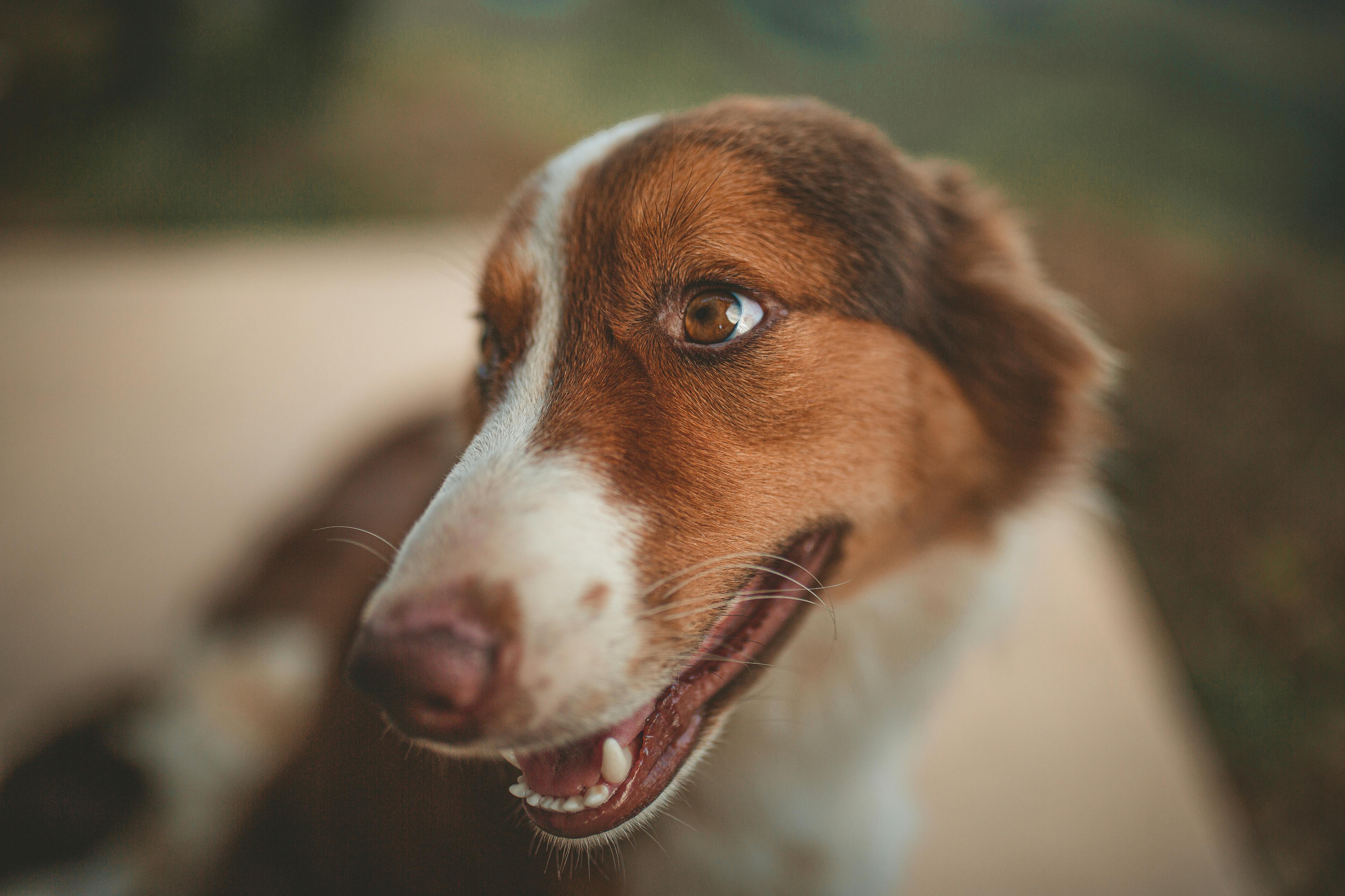 Cardigan Welsh Corgi Dog History, Description and Personality Traits