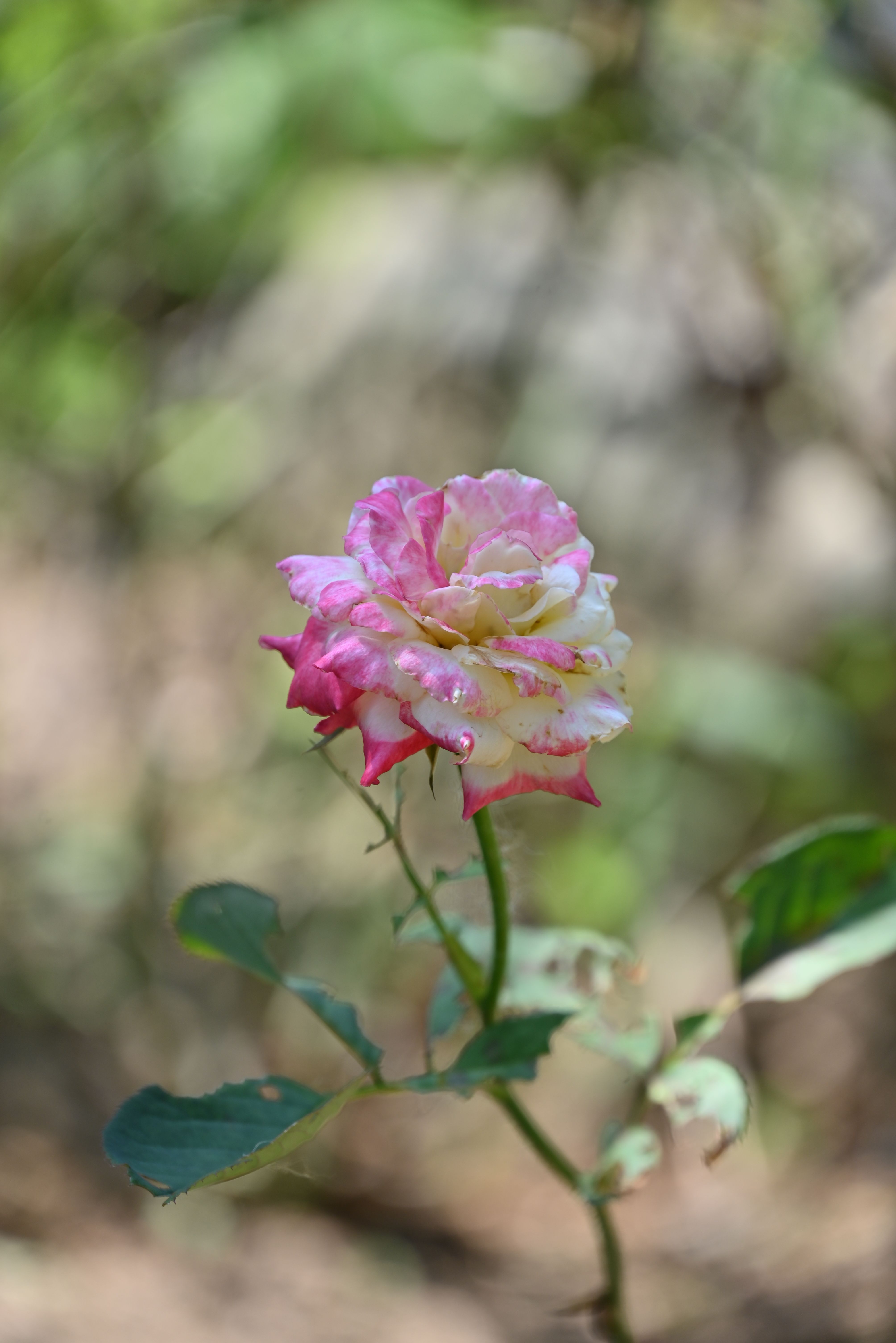 Pink Rose on Meadow · Free Stock Photo