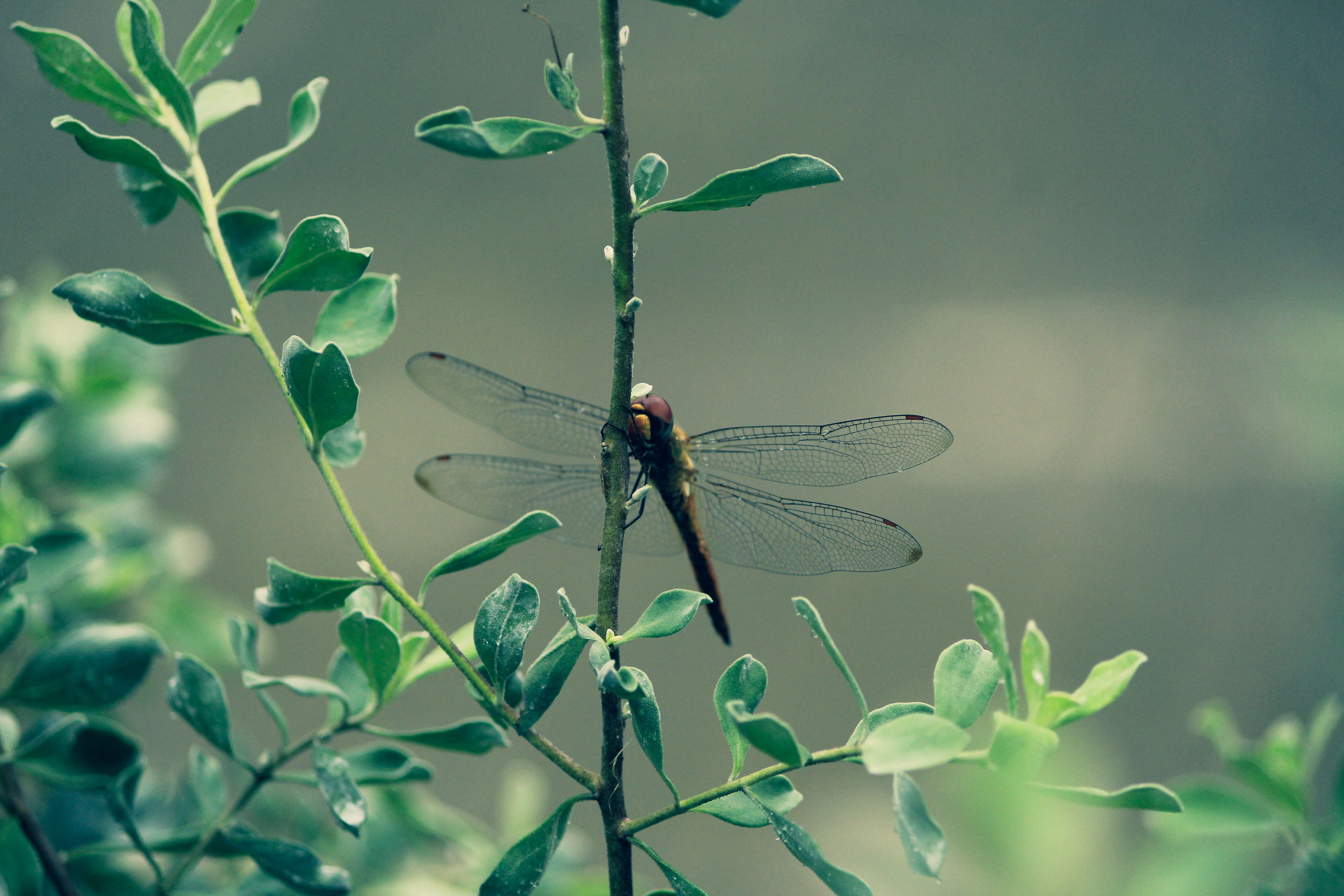 A dragonfly sits on a plant with leaves · Free Stock Photo