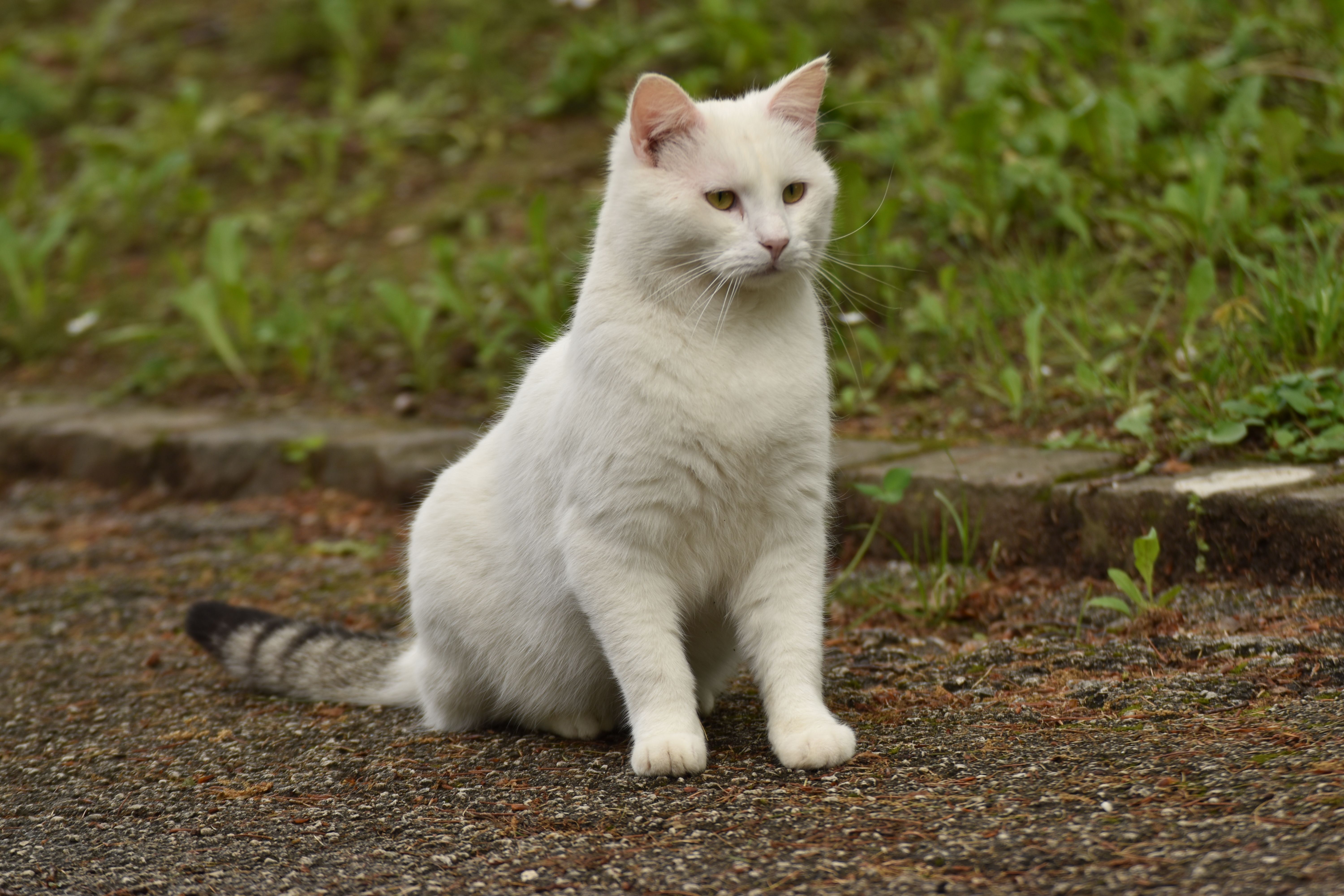 White Cat Sitting on the Ground · Free Stock Photo