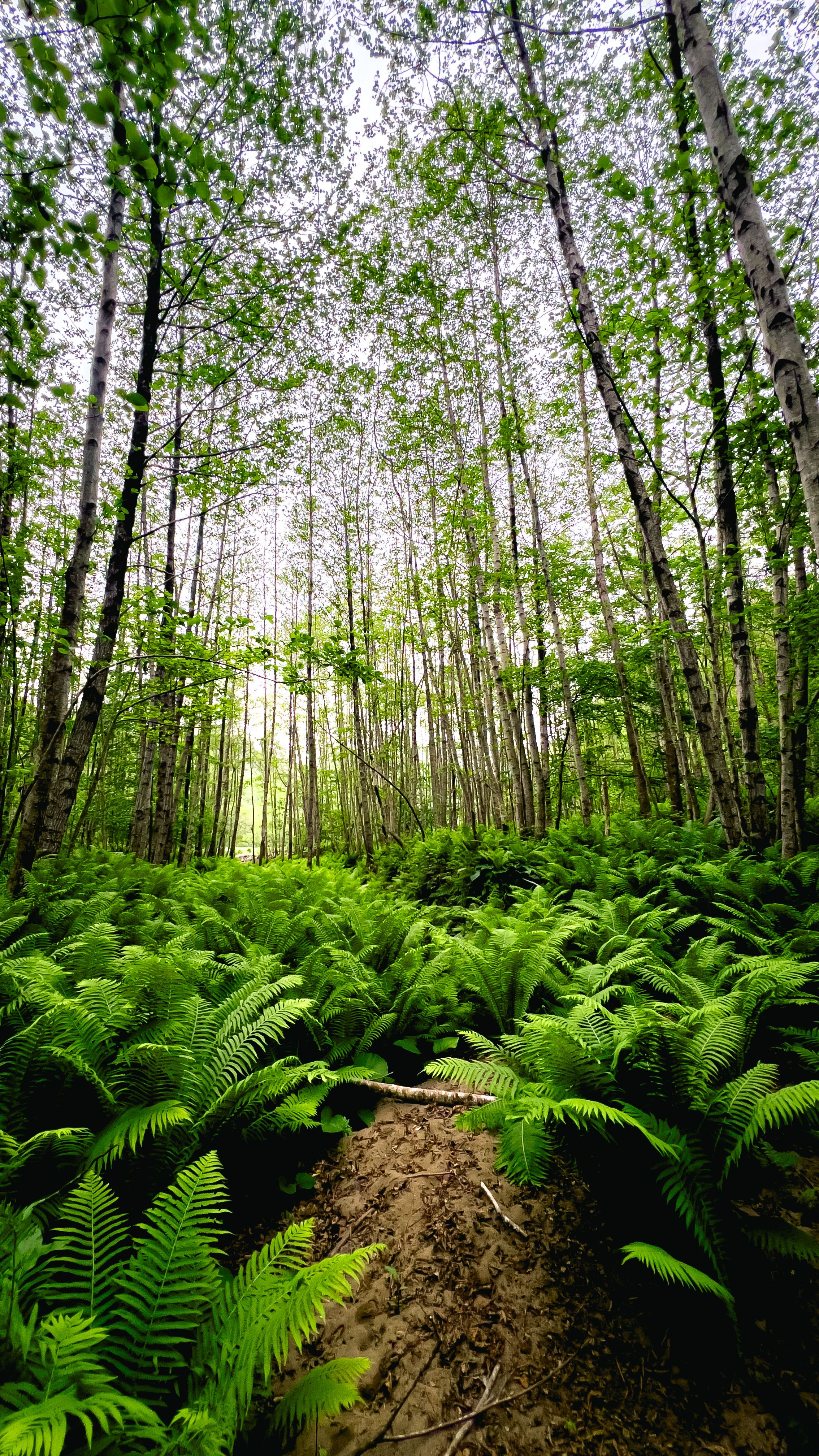 View of a Forest with Green Ferns and Tall Trees · Free Stock Photo