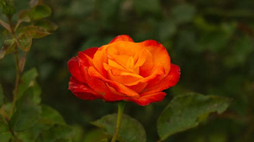 Základová fotografie zdarma na téma barevný, kytka, orange rose