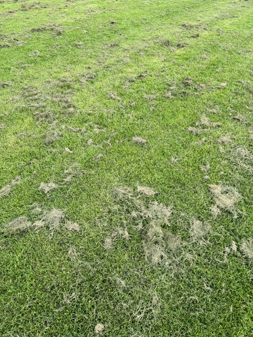 Clippings Cause Thatch Buildup