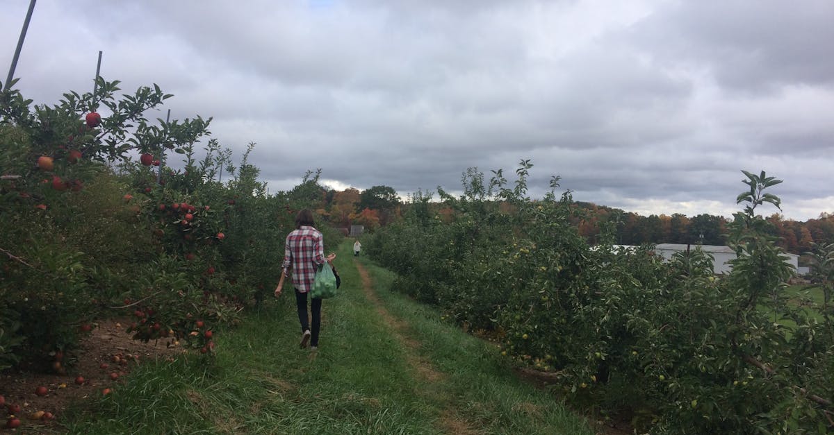 Free stock photo of Apple Orchards, apple picking, fall