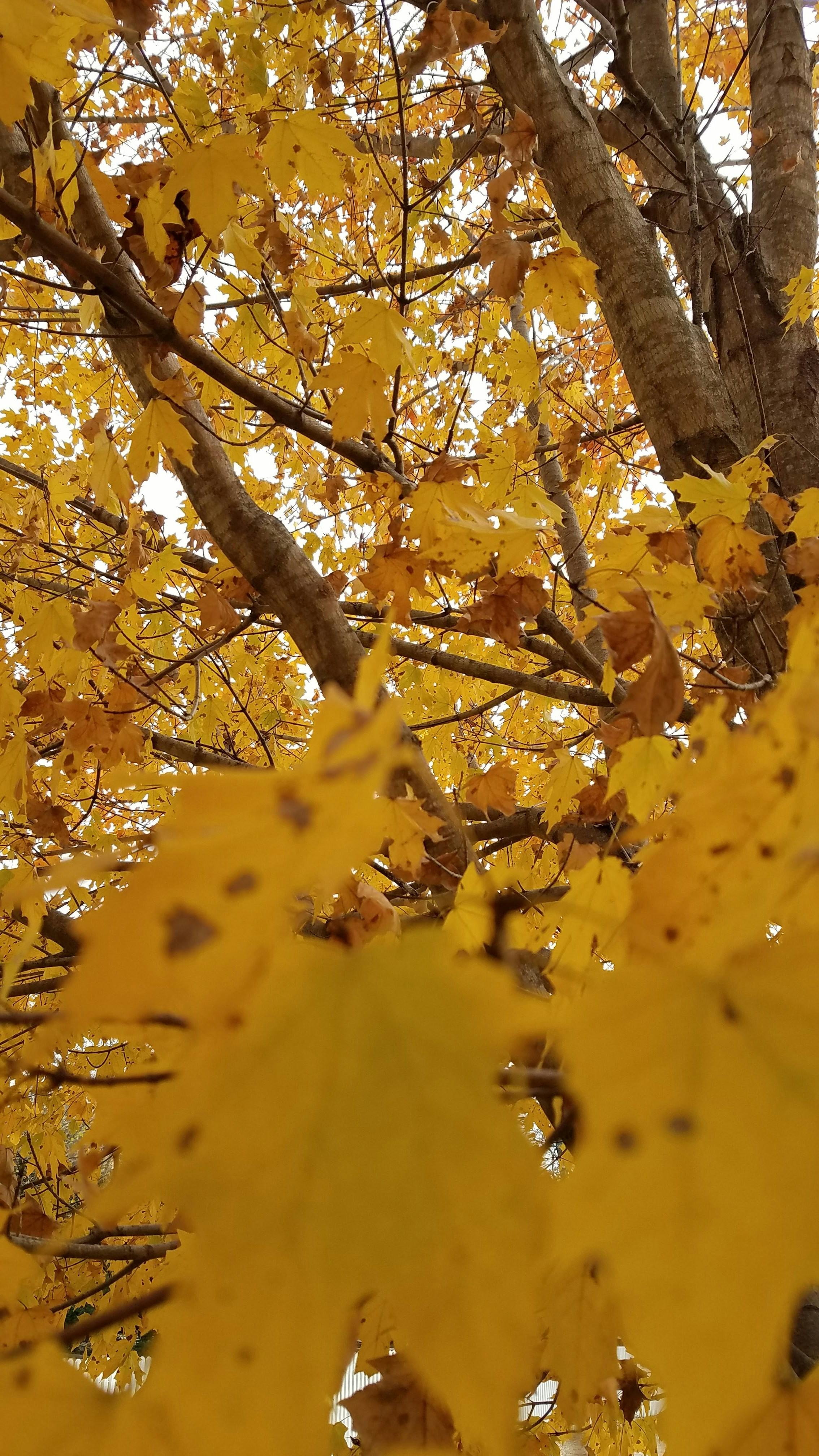 Free Stock Photo Of Fall Colors Fall Foliage Fall Leaves