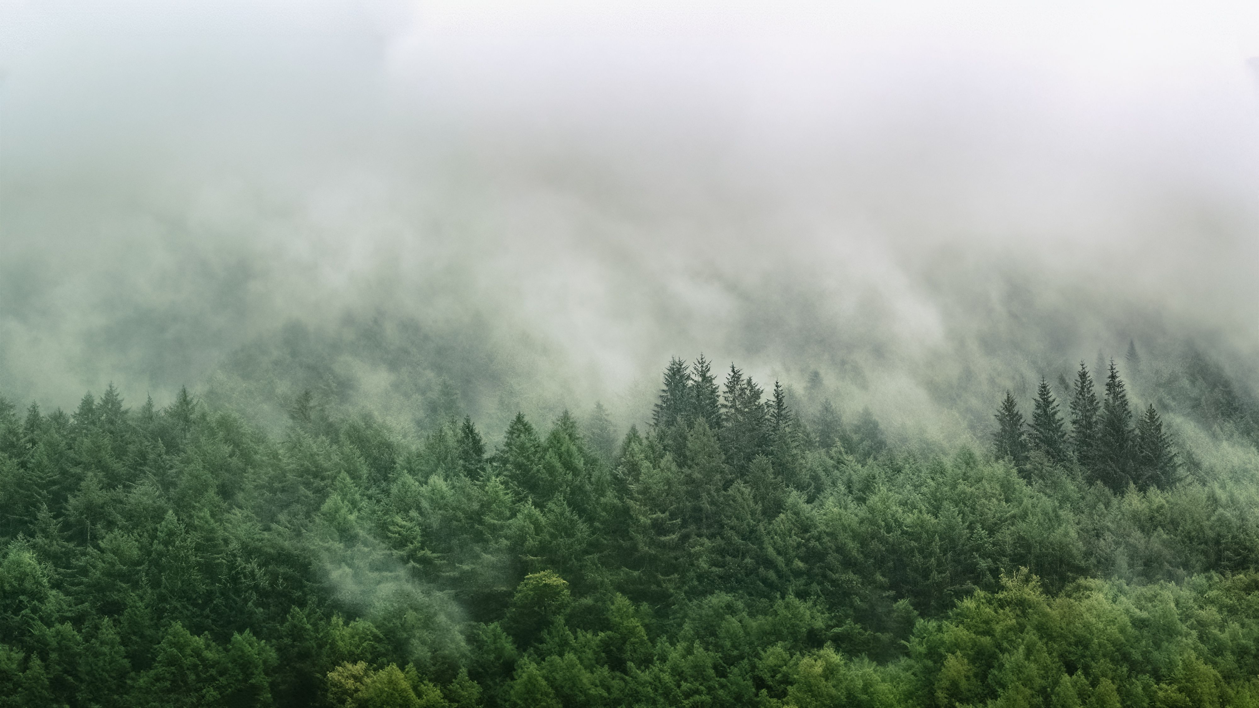 Fotomural Una vista aérea tranquila de un bosque eterno cubierto de niebla con abundante vegetación.