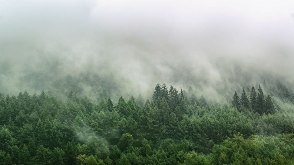 Fotomural Una vista aérea tranquila de un bosque eterno cubierto de niebla con abundante vegetación.