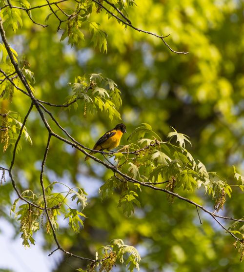 Free Baltimore Oriole perched amidst green foliage, captured in Watertown, MA. Stock Photo