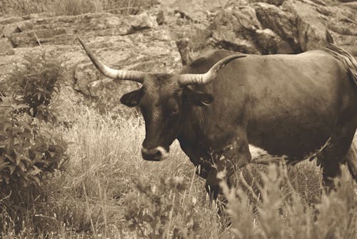 Free stock photo of bull, cow, livestock