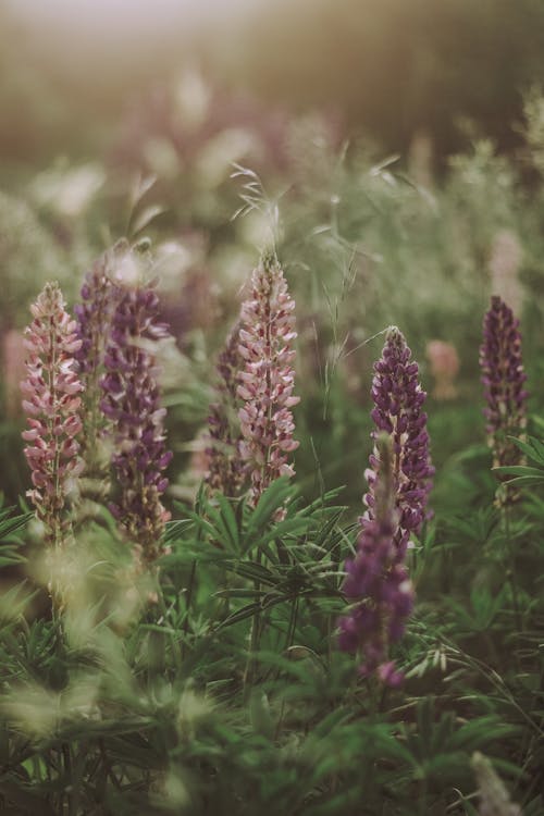 Selective Focus Photo of Purple-Petaled Flowers