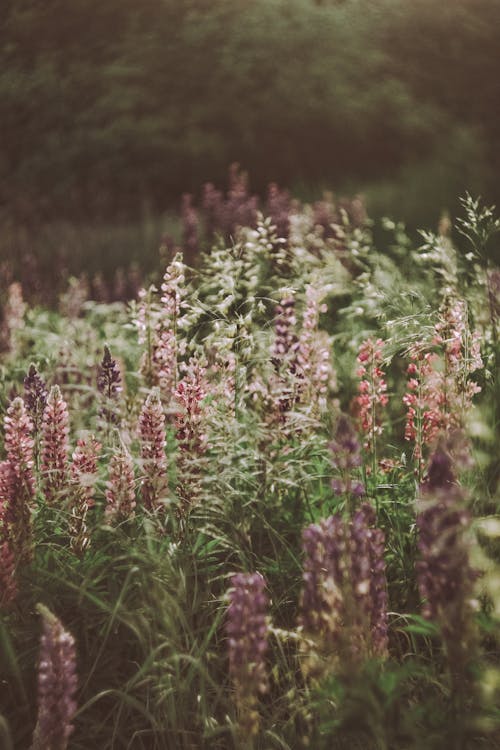 Photo of Flowers With Leaves