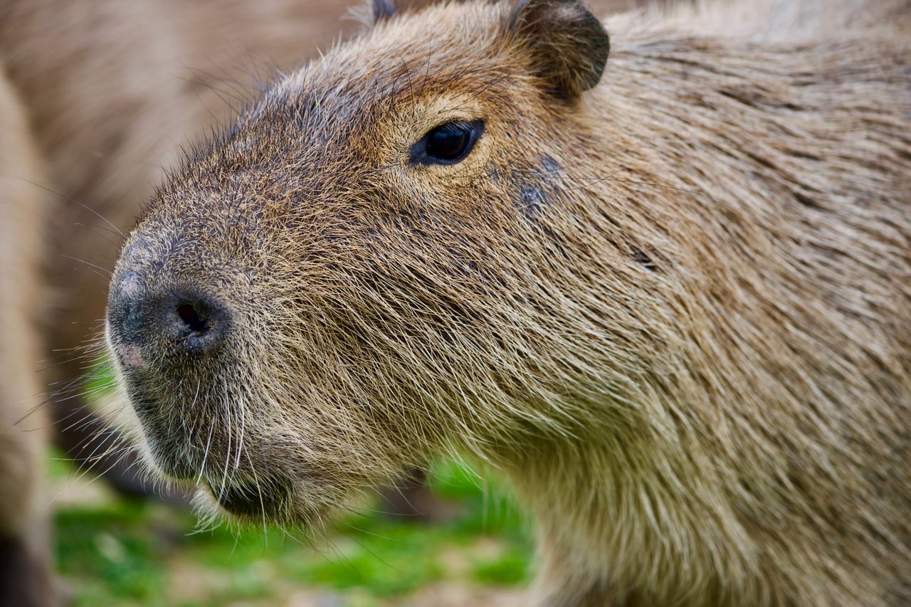 close up shot of a capybara in london capturing its detailed fur and c