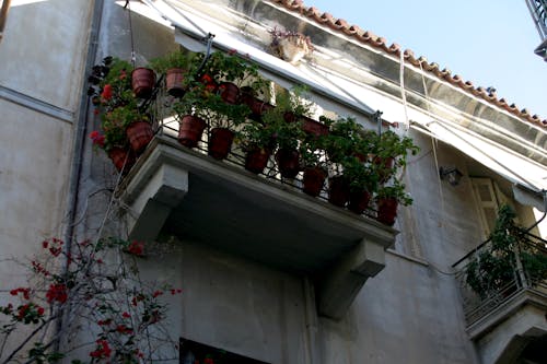 Gratis lagerfoto af balkon, blomst, busk