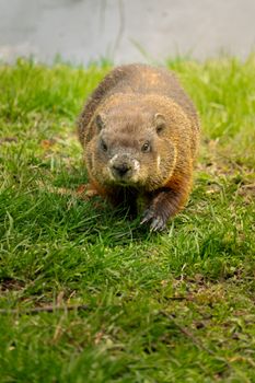 A groundhog walking on a grassy field in Toronto, showcasing natural wildlife photography.