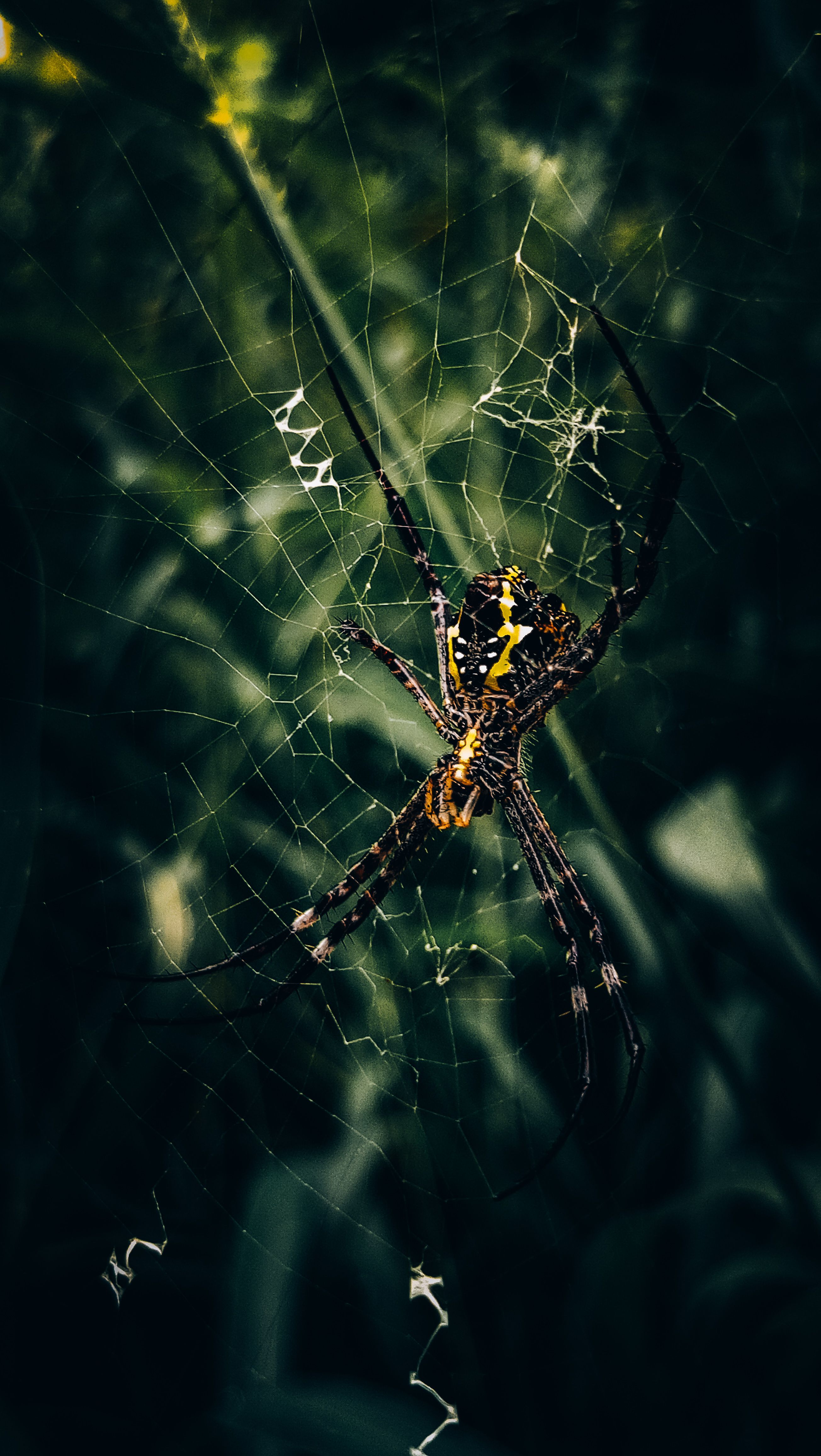 Brown Araneus Cavaticus Barn Spider · Free Stock Photo