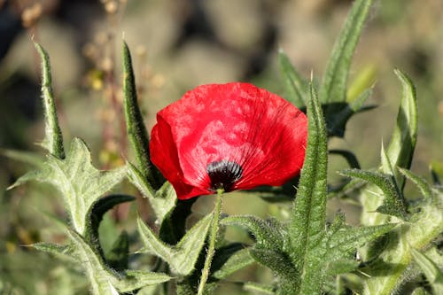 A single red poppy is shown in the middle of a green field