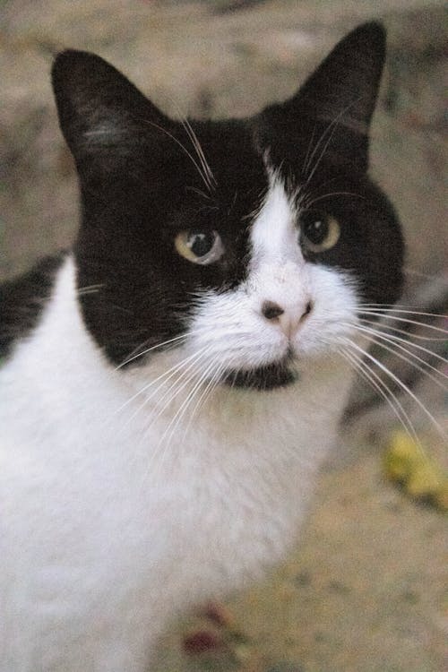 A black and white cat with white eyes