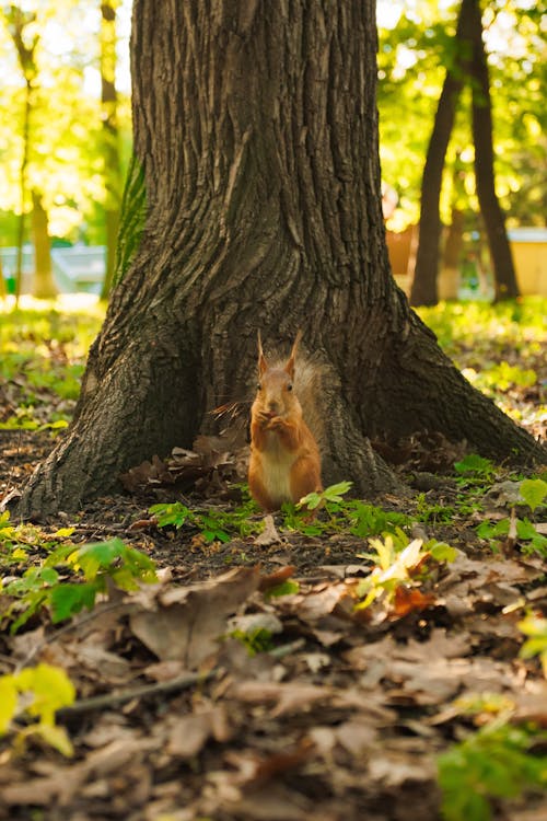 A squirrel is sitting in the woods near a tree