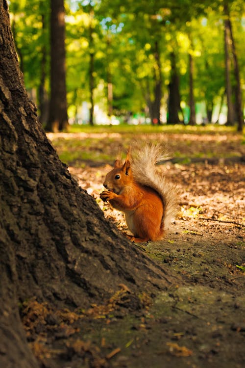 A squirrel is sitting on the ground near a tree