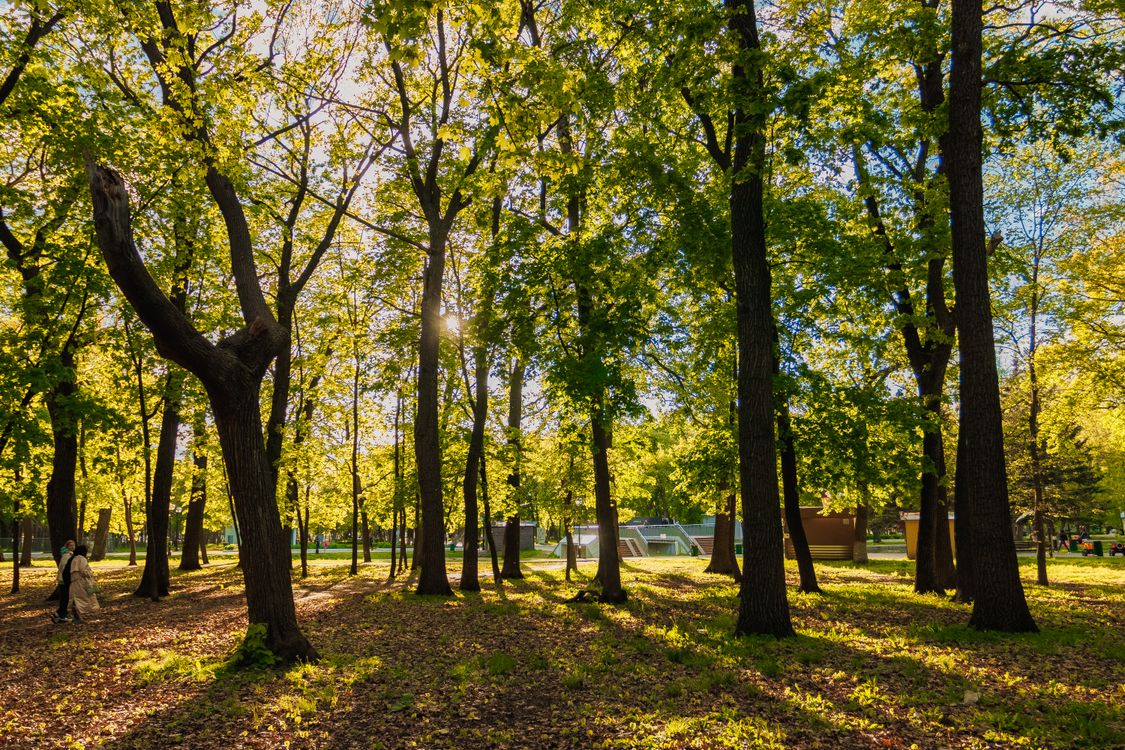 Serene Forest Park in Golden Autumn Light · Free Stock Photo