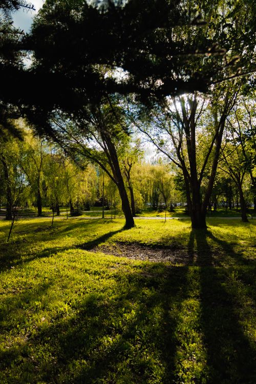 Free A serene park with sun-dappled trees casting long shadows on a sunny afternoon. Stock Photo