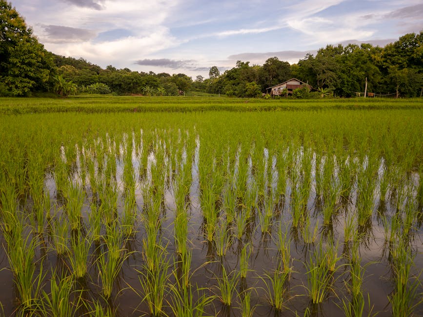jasmine rice field in Thailand - jasmine rice jasmine rice field in Thailand - jasmine rice