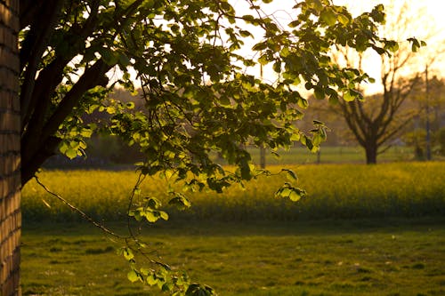 Photos gratuites de la lumière du soir, paysage, soleil