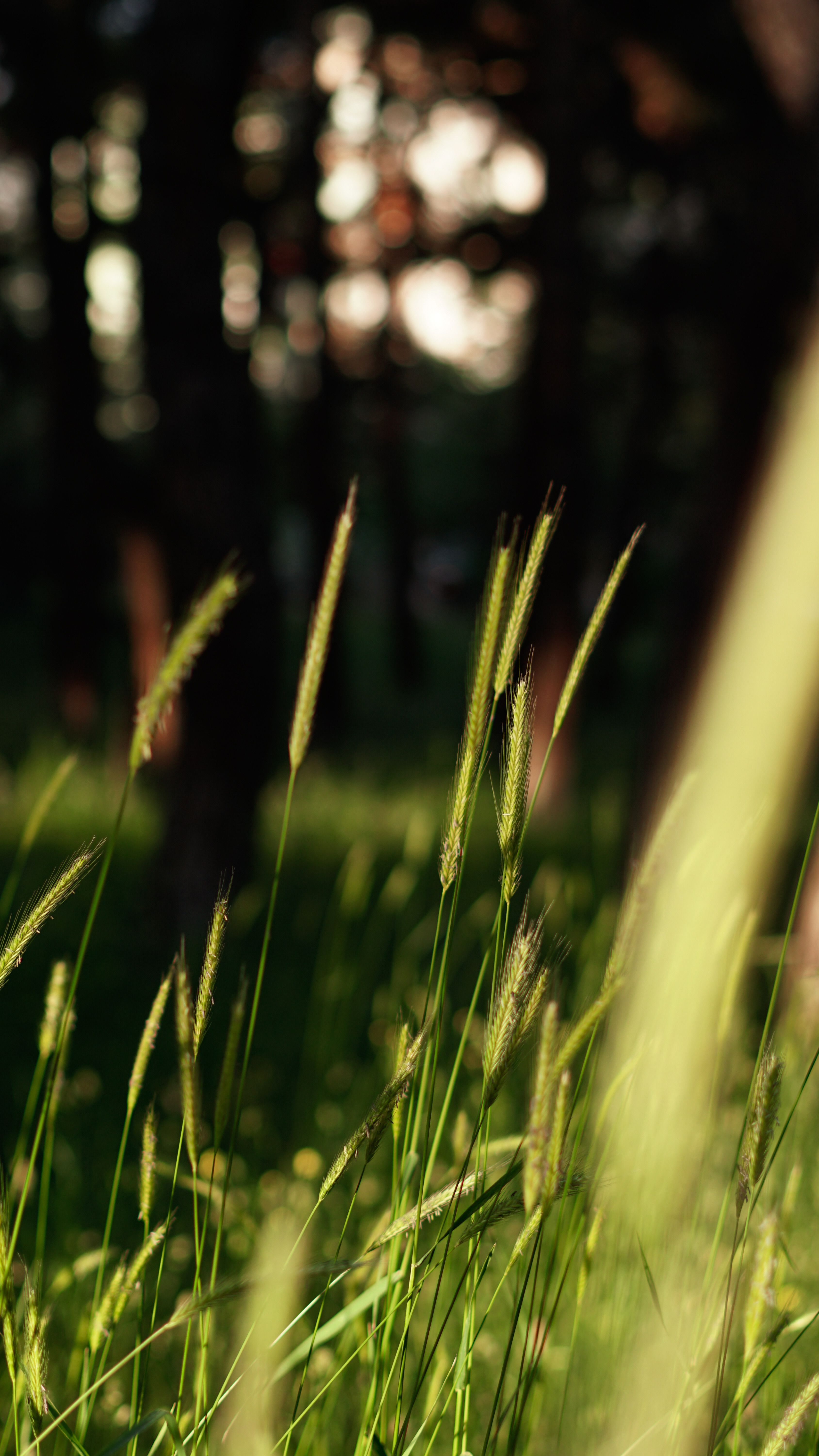 Close-up of green grass against blurred forest background during sunset.