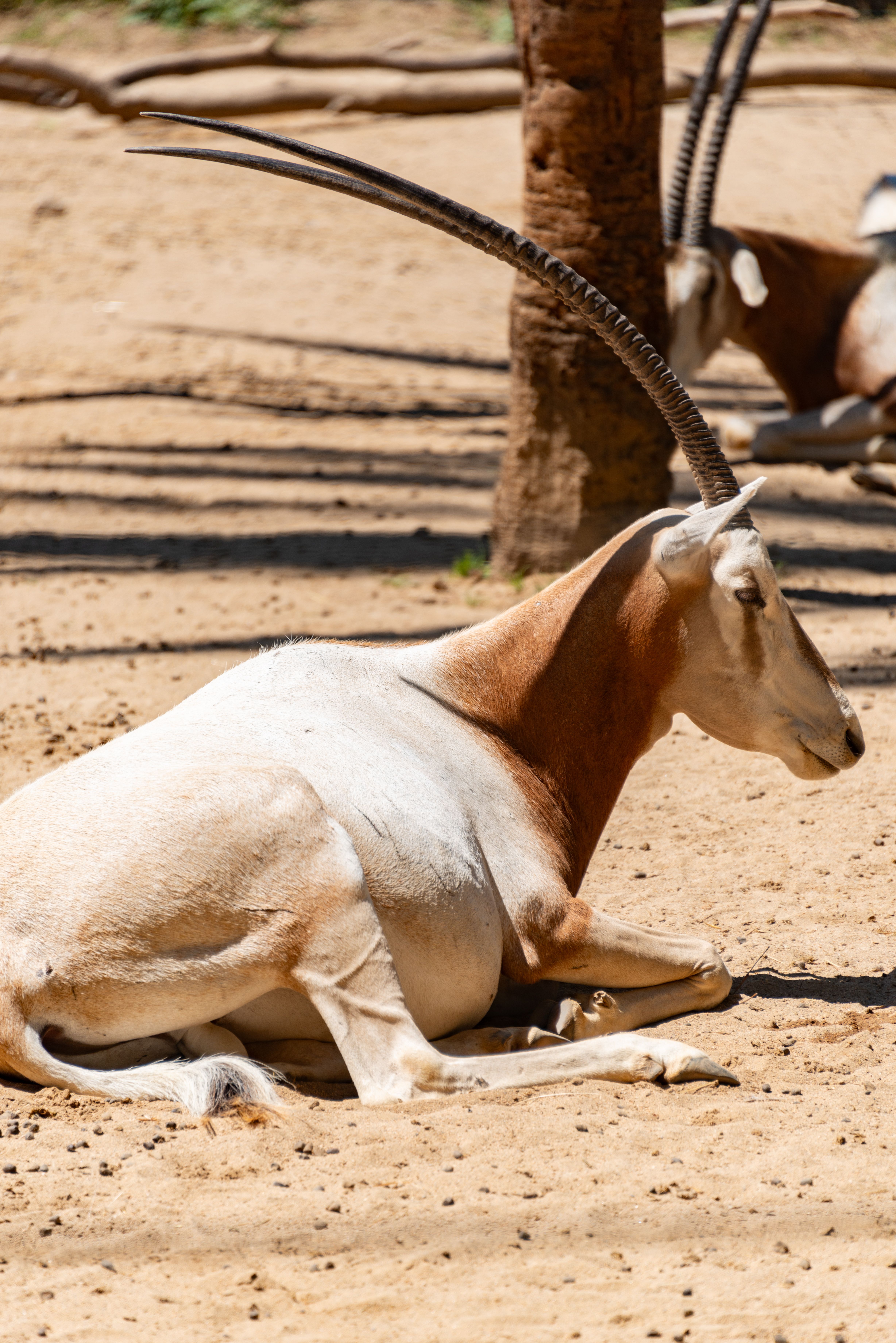 A scimitar oryx lies on sandy ground in a wildlife sanctuary, showcasing its long curved horns.
