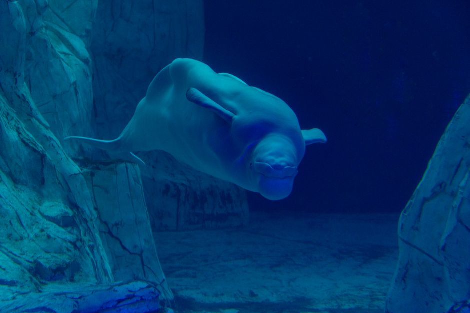 Animal Justice Wants Federal Probe Into Beluga Death After Marineland Move