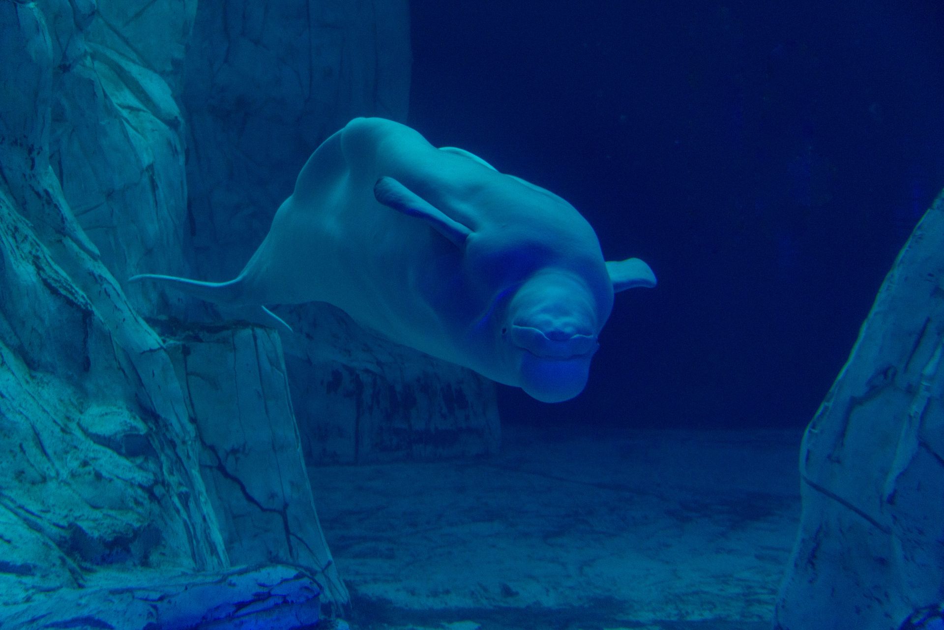 Underwater at Blue Whale Alley