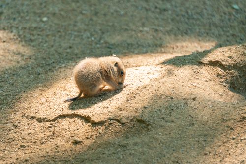 Free A cute baby prairie dog on sandy ground in natural sunlight, showcasing wildlife in its habitat. Stock Photo