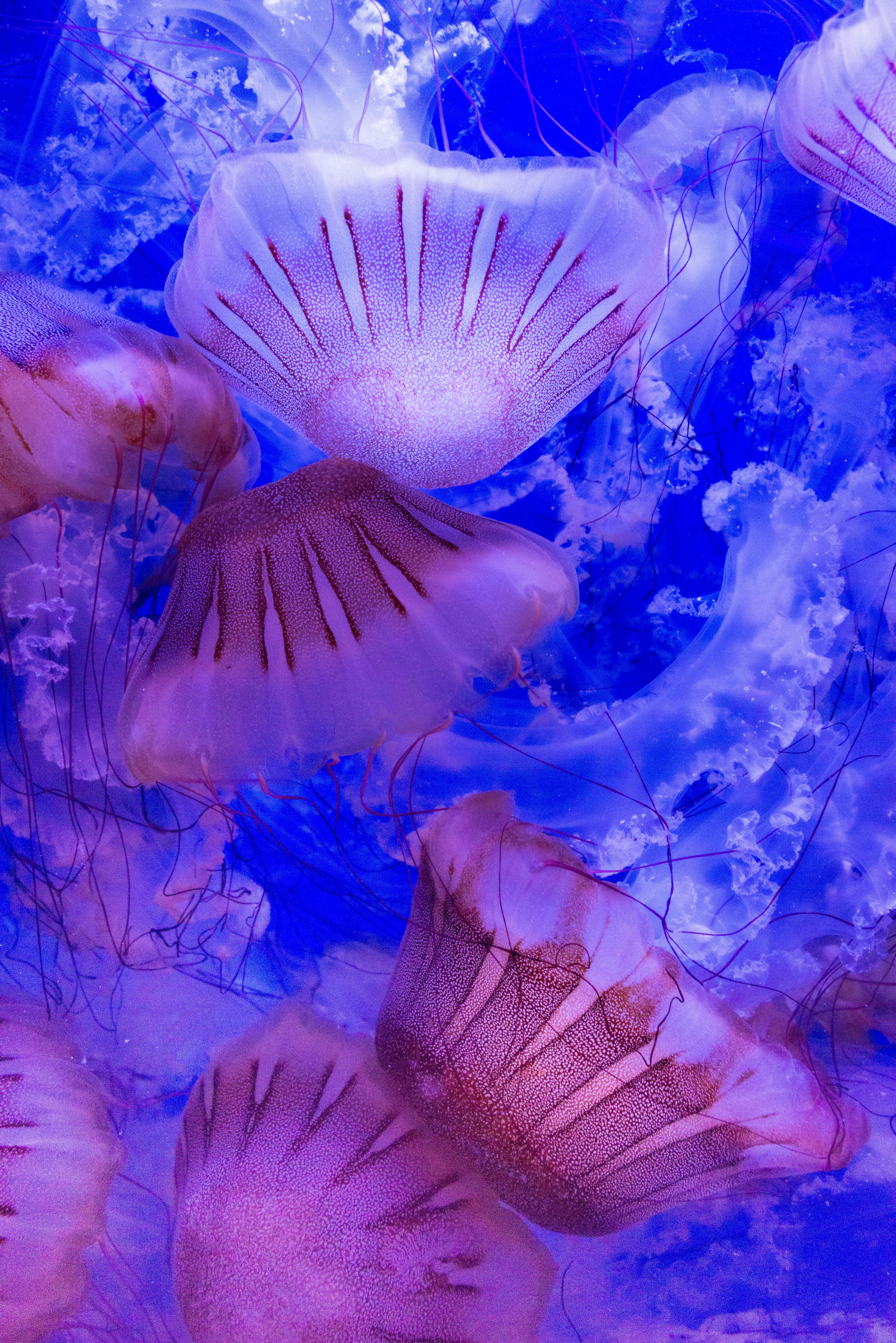 Colorful jellyfish swimming gracefully underwater in a vivid sea life scene.