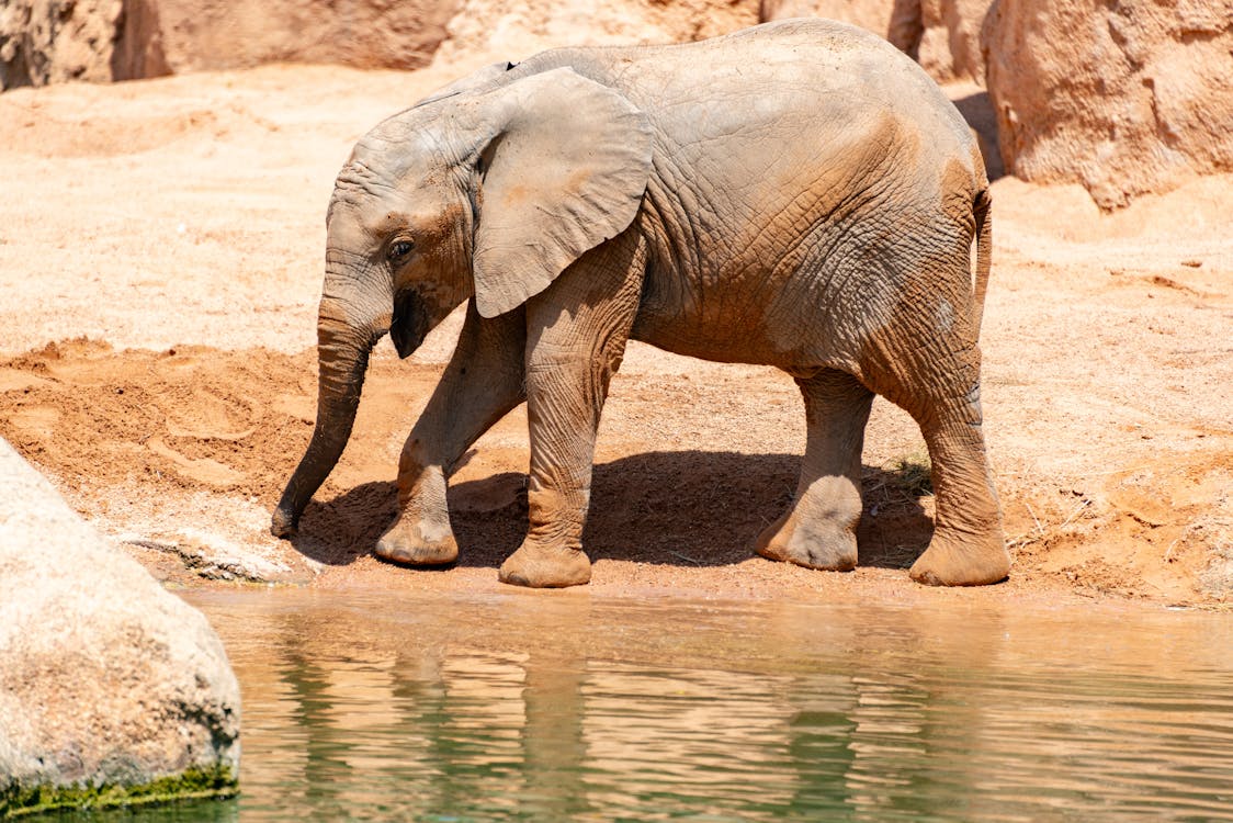 Imagine de stoc gratuită din african elefant, animal, apă