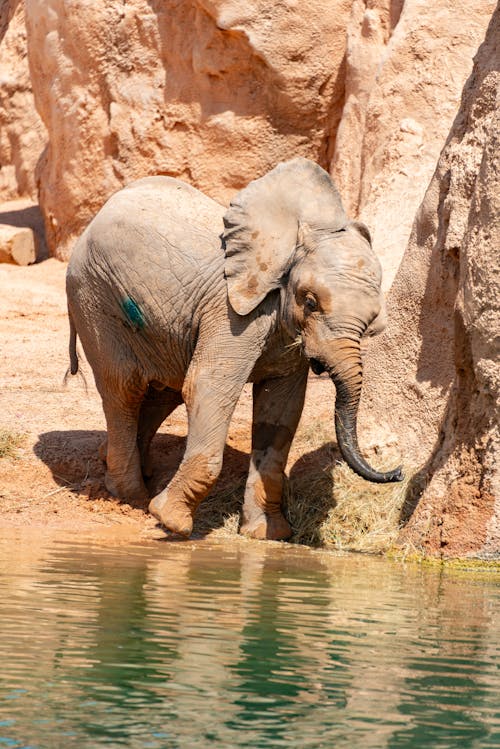An elephant is standing in the water