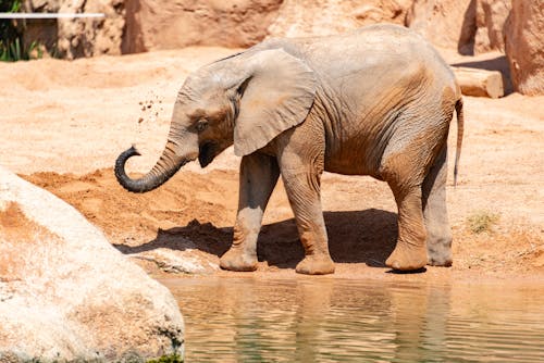 An elephant standing in the water near a rock