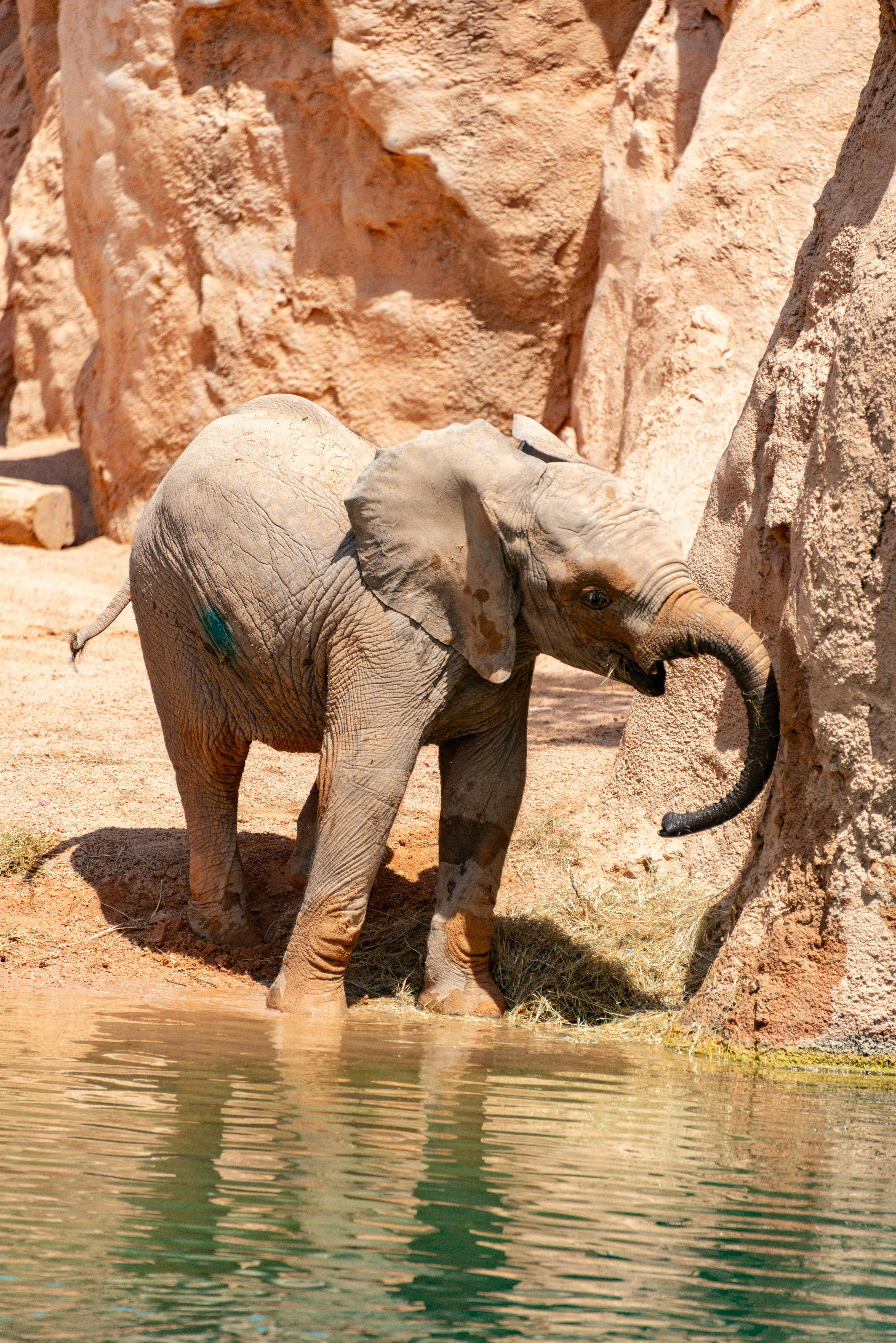 A young African elephant drinks water by a rocky riverbank in the sun.