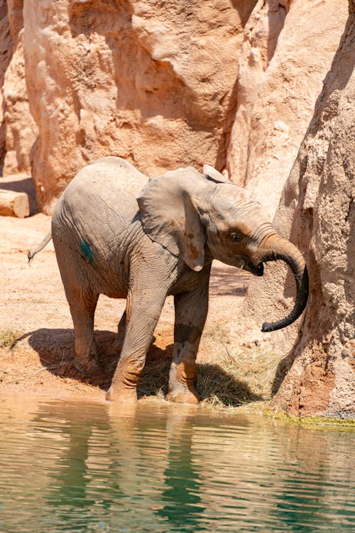 Free Elephant by River Stock Photo