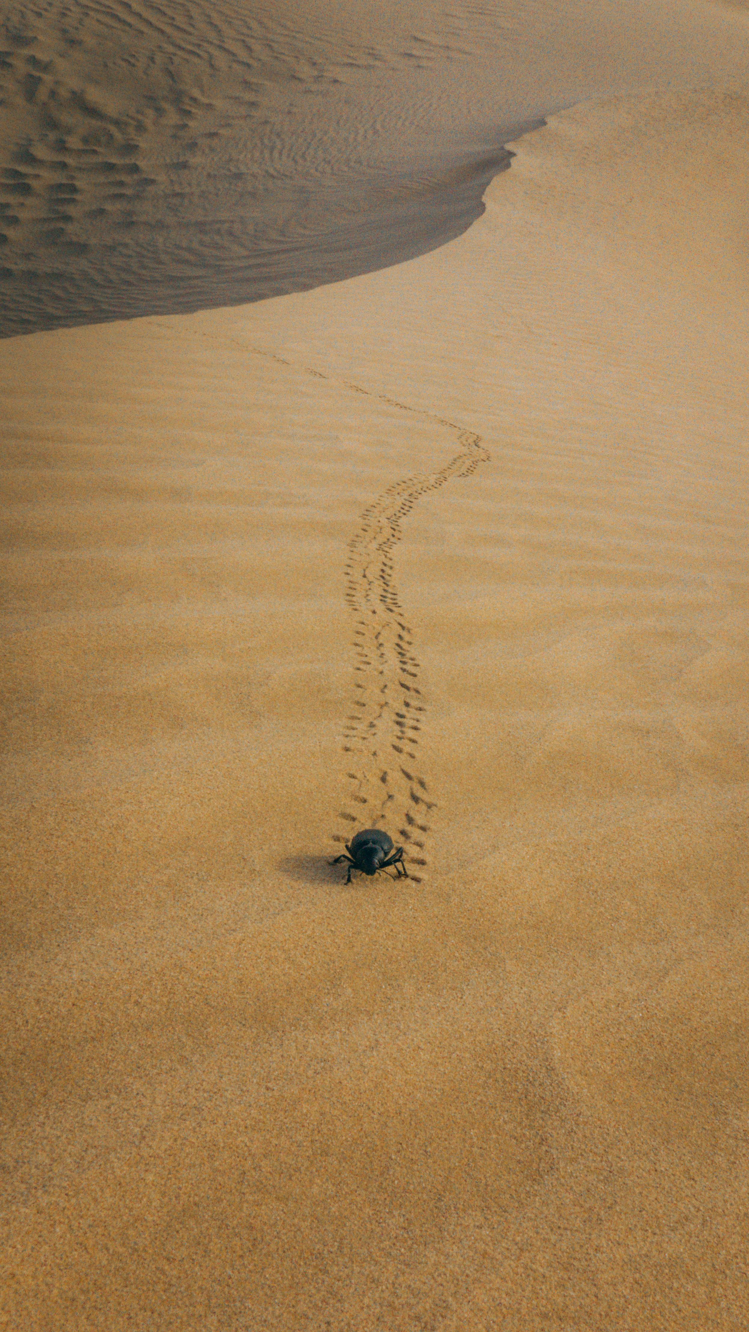 beetle on desert