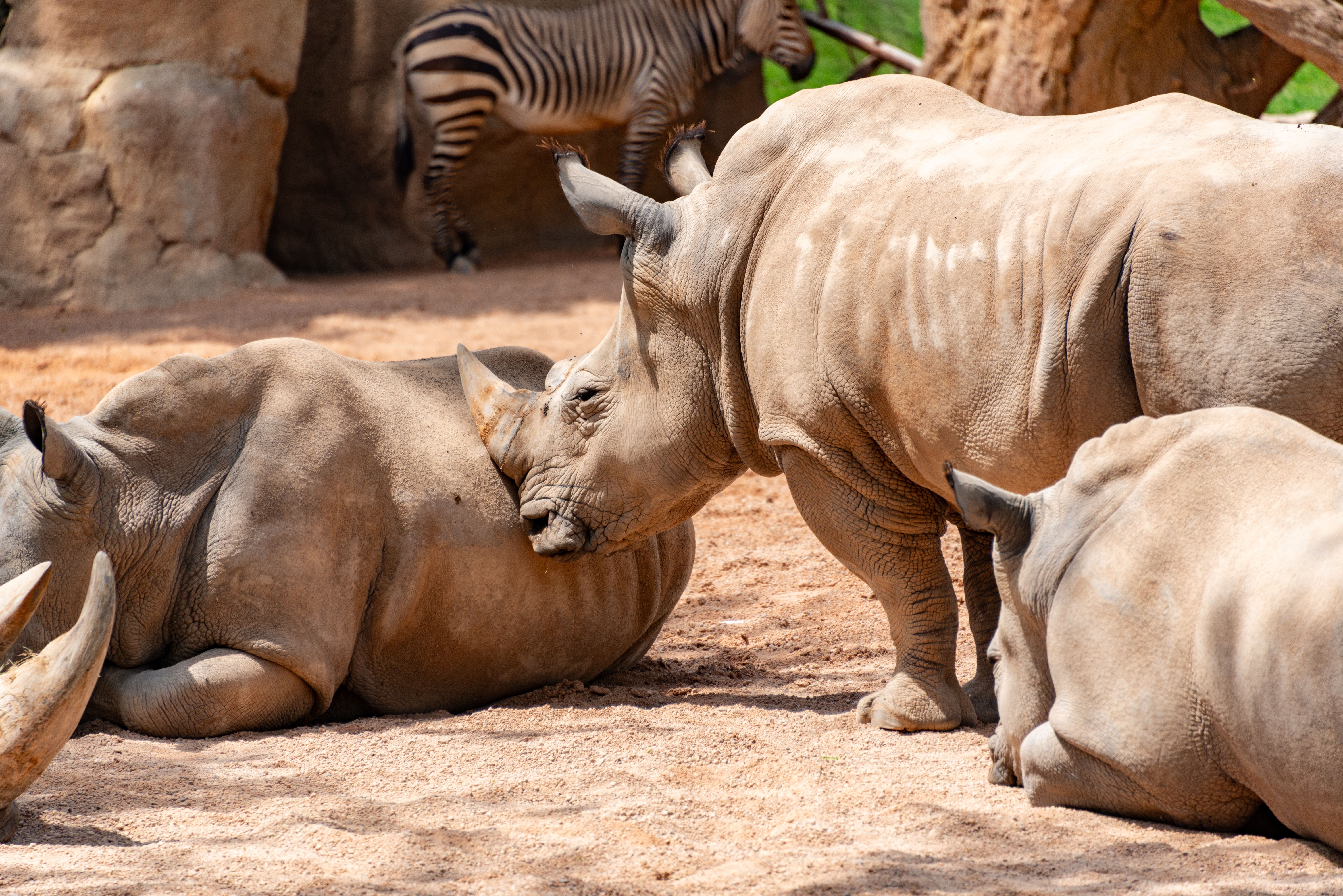 Rhino Encounter