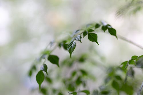Free Selective Focus Photography Of Green Leaves Stock Photo