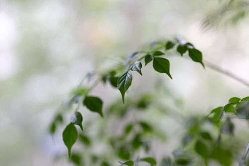 Free A detailed view of green leaves with a soft bokeh background, showcasing natural beauty. Stock Photo