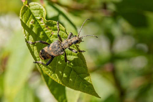 Δωρεάν στοκ φωτογραφιών με beetle, macro, rhagium mordax